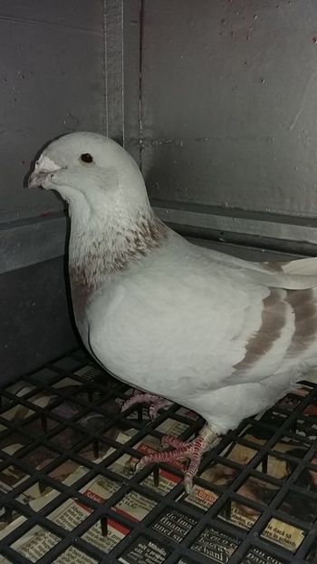 temp3 - Porumbei de vanzare 2020