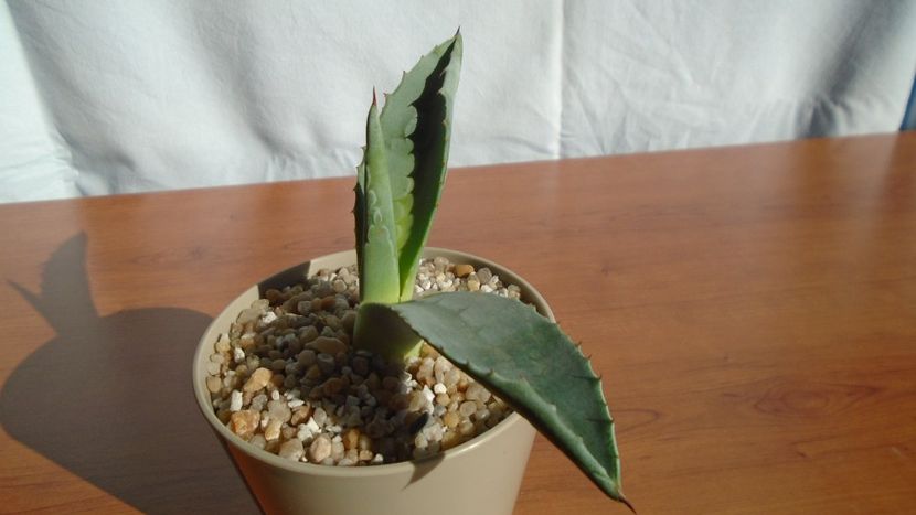 Agave americana – origine insula Skiathos, Grecia - Agave - Yucca si Dracaena 2020