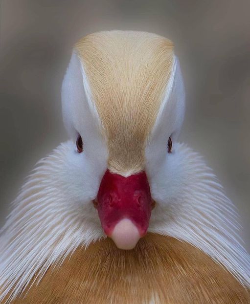 După părerea mea cea mai frumoasa pasare! - Un fel de rai pe pământ!