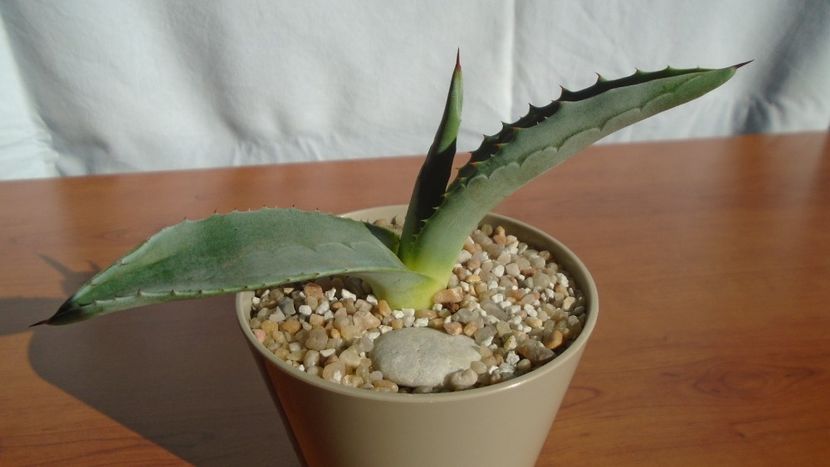 Agave americana – origine insula Skiathos, Grecia - Agave - Yucca si Dracaena 2020