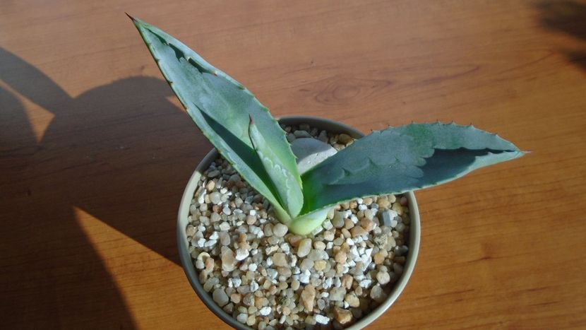 Agave americana – origine insula Skiathos, Grecia - Agave - Yucca si Dracaena 2020