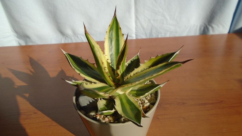 Agave univittata v. lophantha f. quadricolor - Agave - Yucca si Dracaena 2020