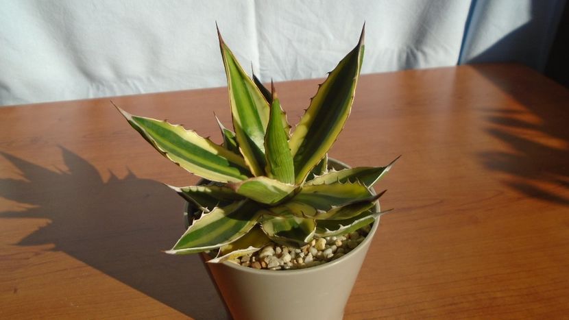 Agave univittata v. lophantha f. quadricolor - Agave - Yucca si Dracaena 2020