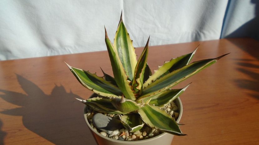 Agave univittata v. lophantha f. quadricolor - Agave - Yucca si Dracaena 2020