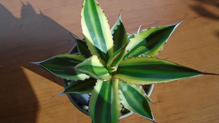 Agave univittata v. lophantha f. quadricolor - Agave - Yucca si Dracaena 2020