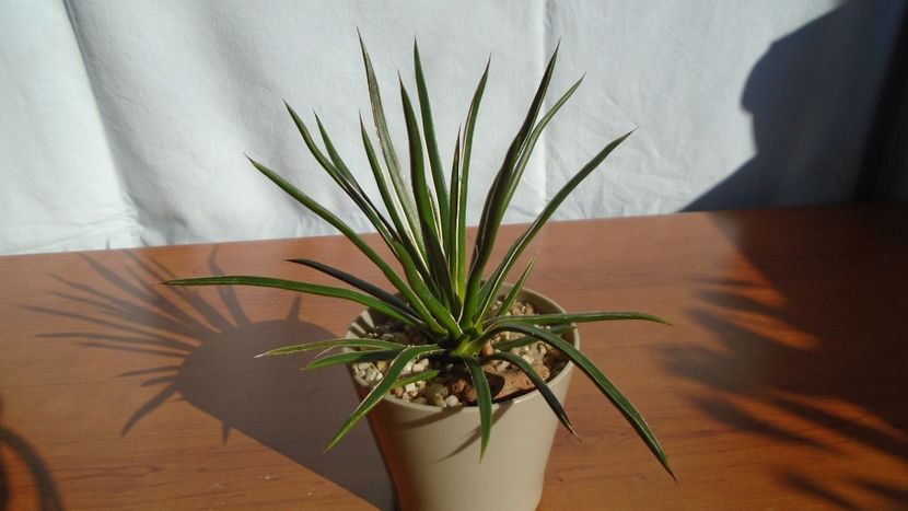 Agave geminiflora - Agave - Yucca si Dracaena 2020