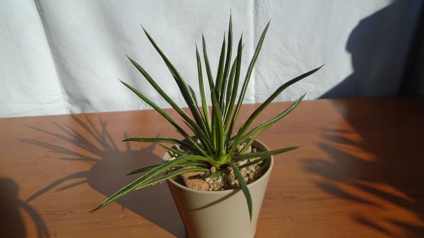 Agave geminiflora - Agave - Yucca si Dracaena 2020