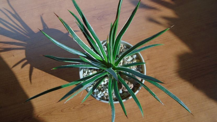 Agave geminiflora - Agave - Yucca si Dracaena 2020