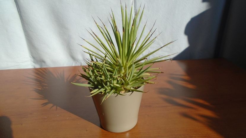 Agave striata f. minima - Agave - Yucca si Dracaena 2020
