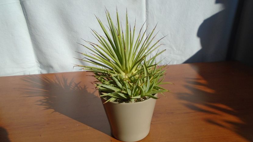 Agave striata f. minima - Agave - Yucca si Dracaena 2020