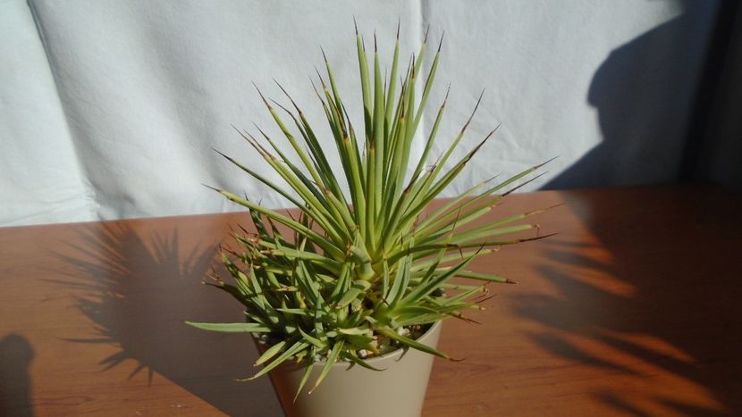 Agave striata f. minima - Agave - Yucca si Dracaena 2020