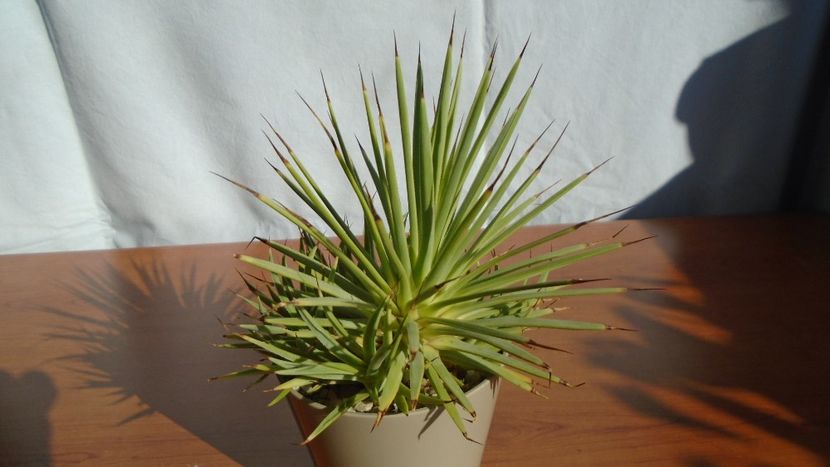 Agave striata f. minima - Agave - Yucca si Dracaena 2020