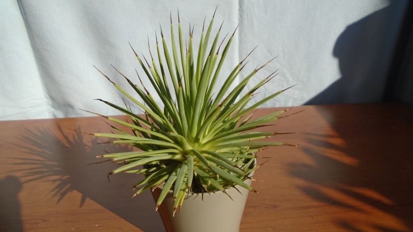 Agave striata f. minima - Agave - Yucca si Dracaena 2020