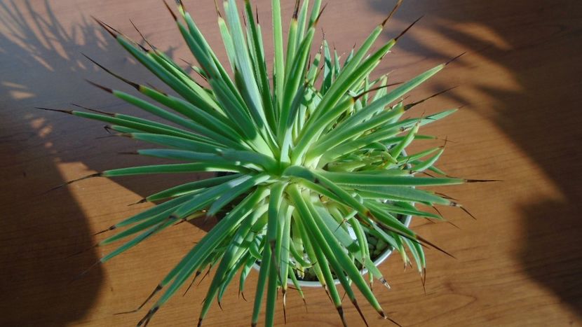 Agave striata f. minima - Agave - Yucca si Dracaena 2020