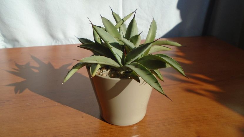 Agave macroacantha - Agave - Yucca si Dracaena 2020