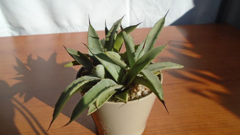 Agave macroacantha - Agave - Yucca si Dracaena 2020