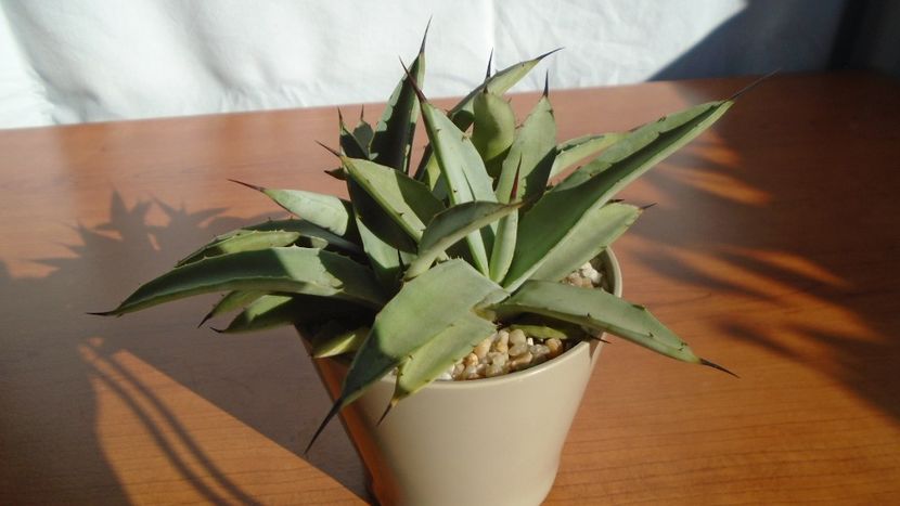 Agave macroacantha - Agave - Yucca si Dracaena 2020