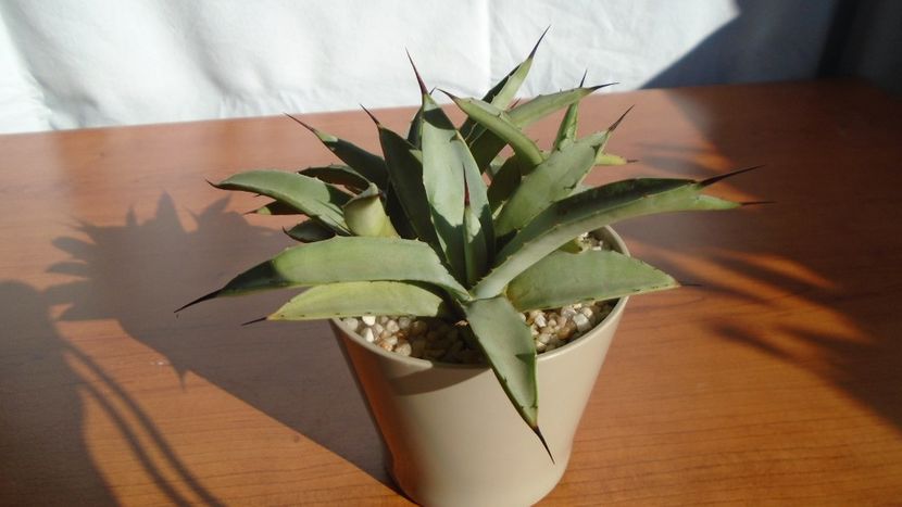 Agave macroacantha - Agave - Yucca si Dracaena 2020