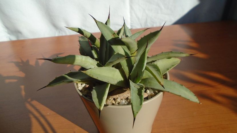 Agave macroacantha - Agave - Yucca si Dracaena 2020
