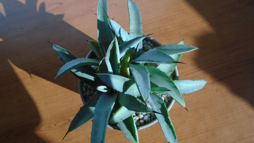 Agave macroacantha - Agave - Yucca si Dracaena 2020
