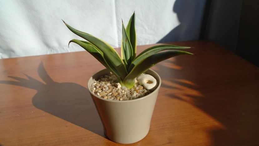 Agave desmettiana f. marginata - Agave - Yucca si Dracaena 2020