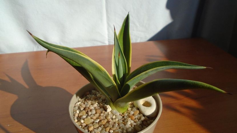 Agave desmettiana f. marginata - Agave - Yucca si Dracaena 2020