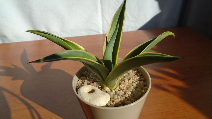 Agave desmettiana f. marginata - Agave - Yucca si Dracaena 2020