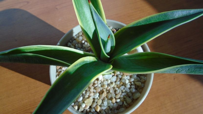 Agave desmettiana f. marginata - Agave - Yucca si Dracaena 2020
