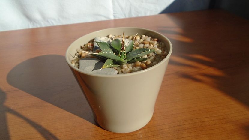 Agave utahensis - Agave - Yucca si Dracaena 2020