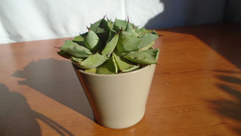 Agave isthmensis - Agave - Yucca si Dracaena 2020
