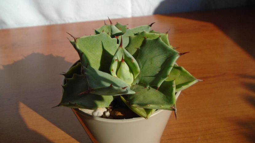 Agave isthmensis - Agave - Yucca si Dracaena 2020