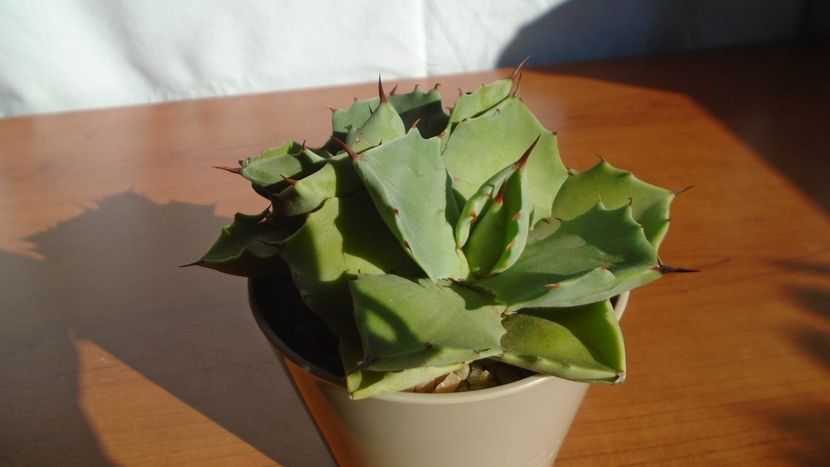 Agave isthmensis - Agave - Yucca si Dracaena 2020