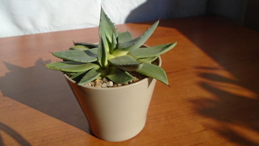 Agave parryi f. minima - Agave - Yucca si Dracaena 2020