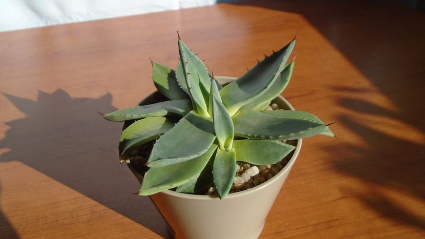 Agave parryi f. minima - Agave - Yucca si Dracaena 2020