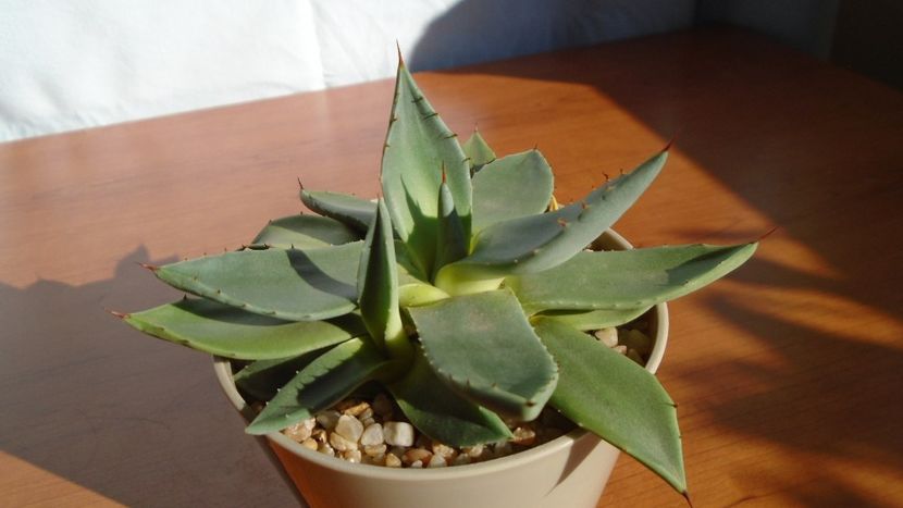 Agave parryi f. minima - Agave - Yucca si Dracaena 2020