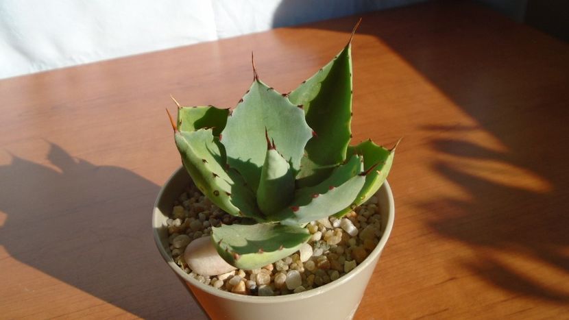 Agave seemanniana - Agave - Yucca si Dracaena 2020