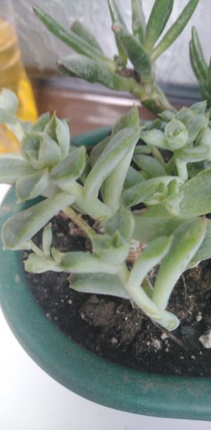 IMG-20200331-WA0029 - de prin casa