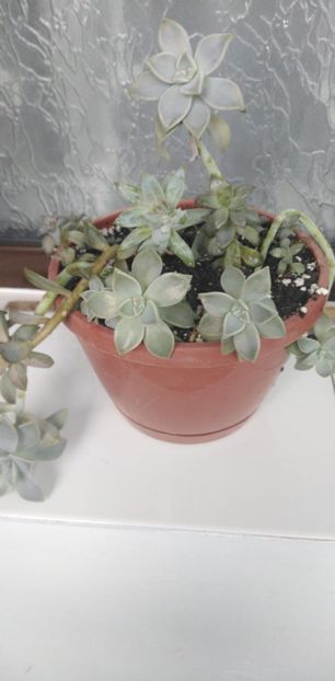 IMG-20200331-WA0045 - de prin casa