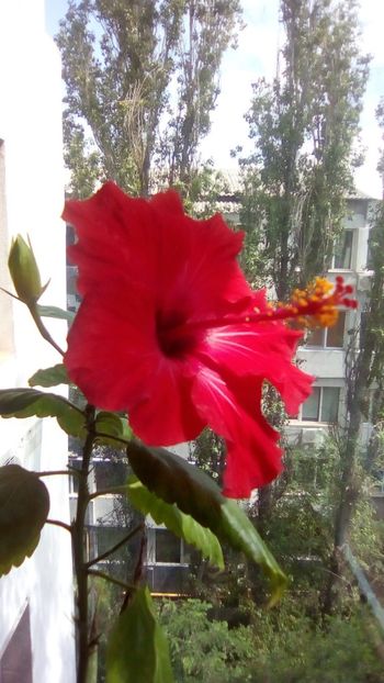 IMG-20200603-WA0001 - de prin casa