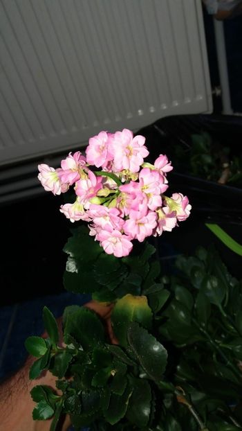 IMG-20200608-WA0003 - de prin casa