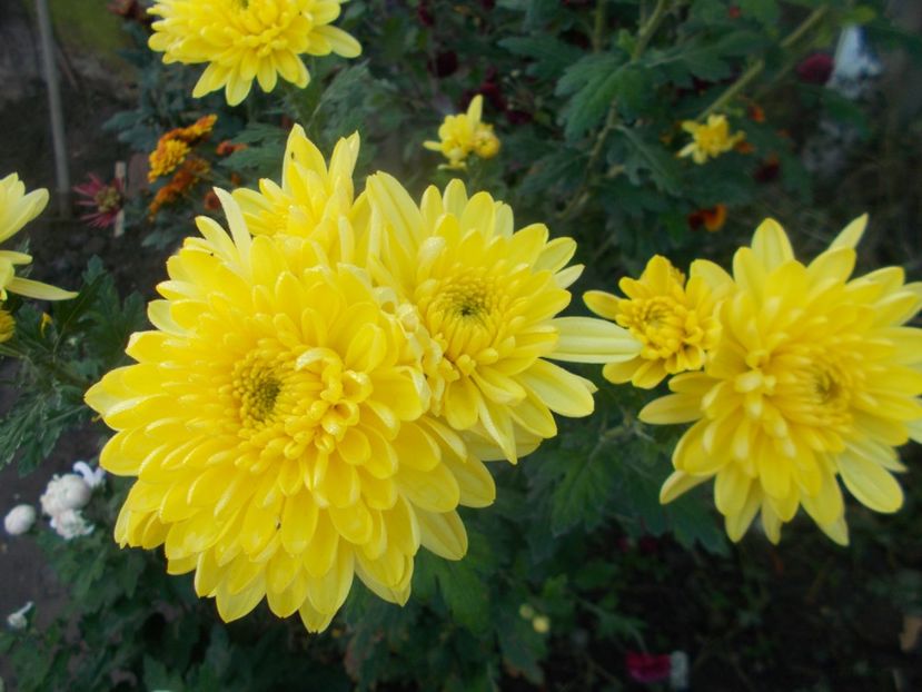  - CRIZANTEME SI TUFANELE 2020