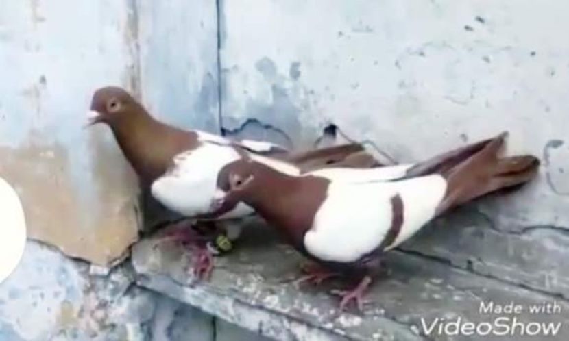  - NU IMI APARTIN ALBUM NR 2