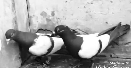  - NU IMI APARTIN ALBUM NR 2