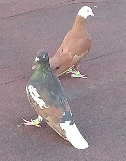  - NU IMI APARTIN ALBUM NR 2