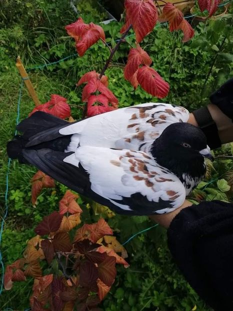  - NU IMI APARTIN ALBUM NR 2