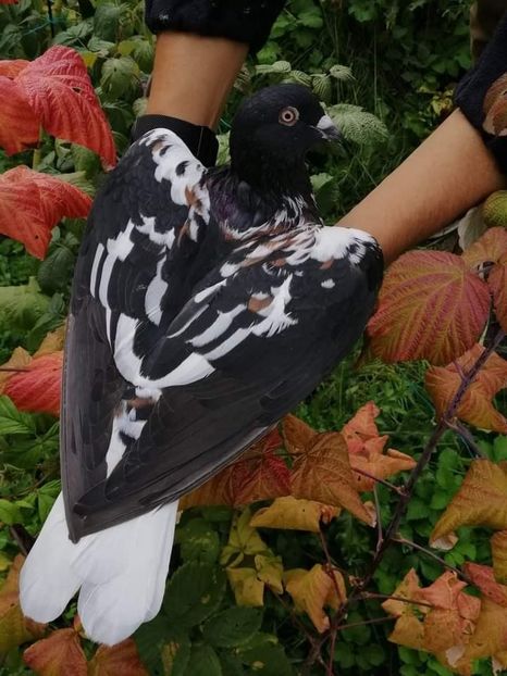  - NU IMI APARTIN ALBUM NR 2