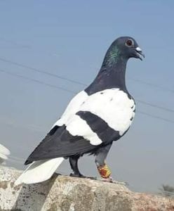  - NU IMI APARTIN ALBUM NR 2