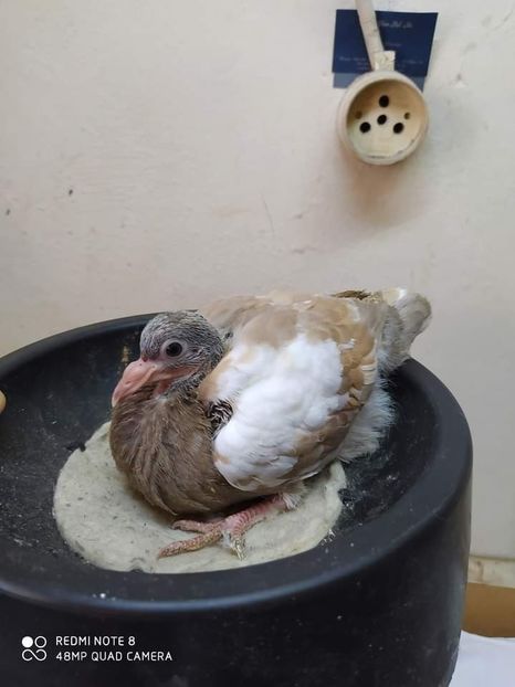  - NU IMI APARTIN ALBUM NR 2