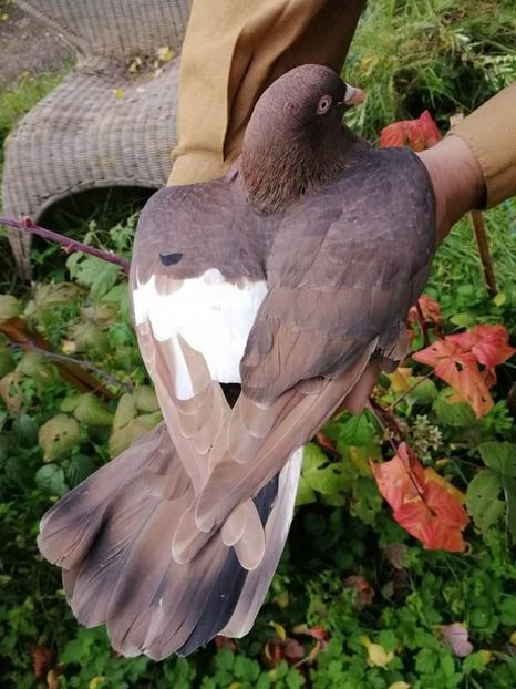  - NU IMI APARTIN ALBUM NR 2