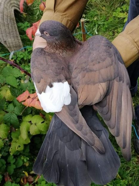  - NU IMI APARTIN ALBUM NR 2